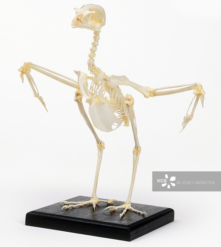 张开翅膀的红隼骨骼图片素材