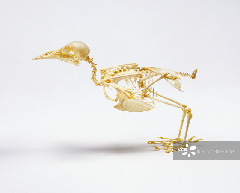 八哥鸟骨骼图片素材