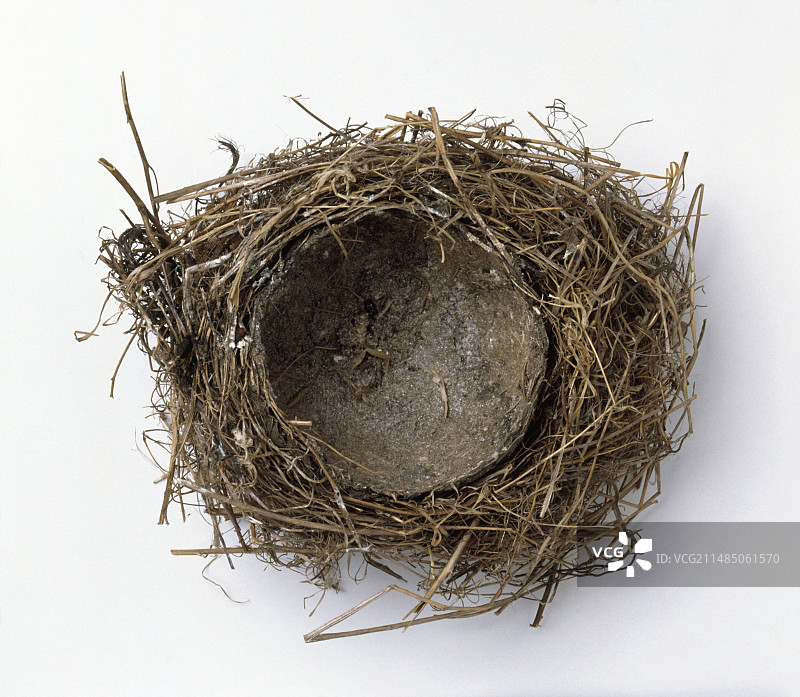 画眉鸟巢图片素材