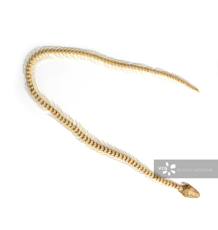 蚓螈的骨骼图片素材