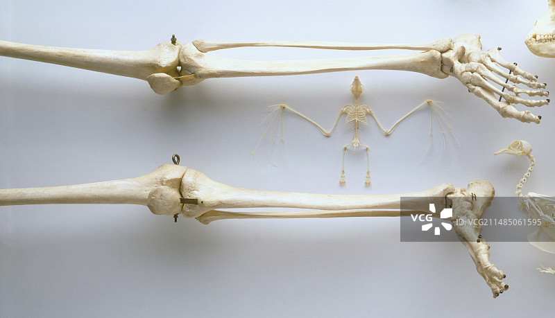 人体骨骼、大腿骨、腿、脚图片素材