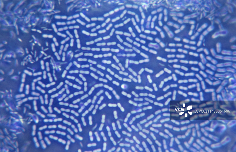 细菌群落图片素材