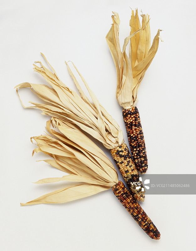 三个展示不同品种的玉米棒图片素材