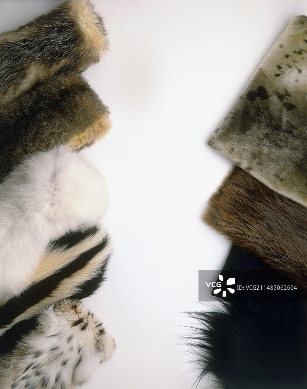 海豹毛皮、海狸毛皮、卡拉库尔毛皮图片素材
