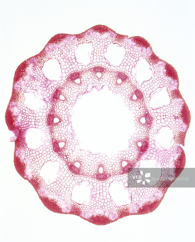 问荆属植物的茎图片素材