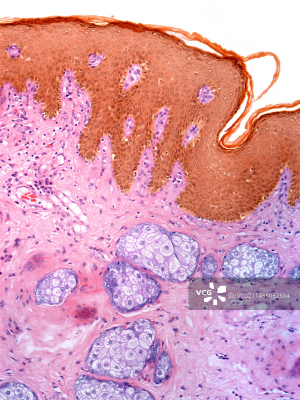 唇部皮肤浅显微照片图片素材