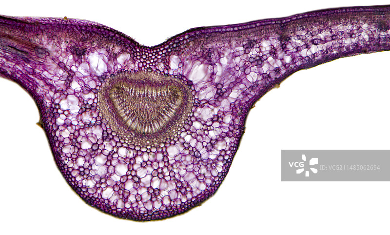 月桂樱桃叶显微照片图片素材