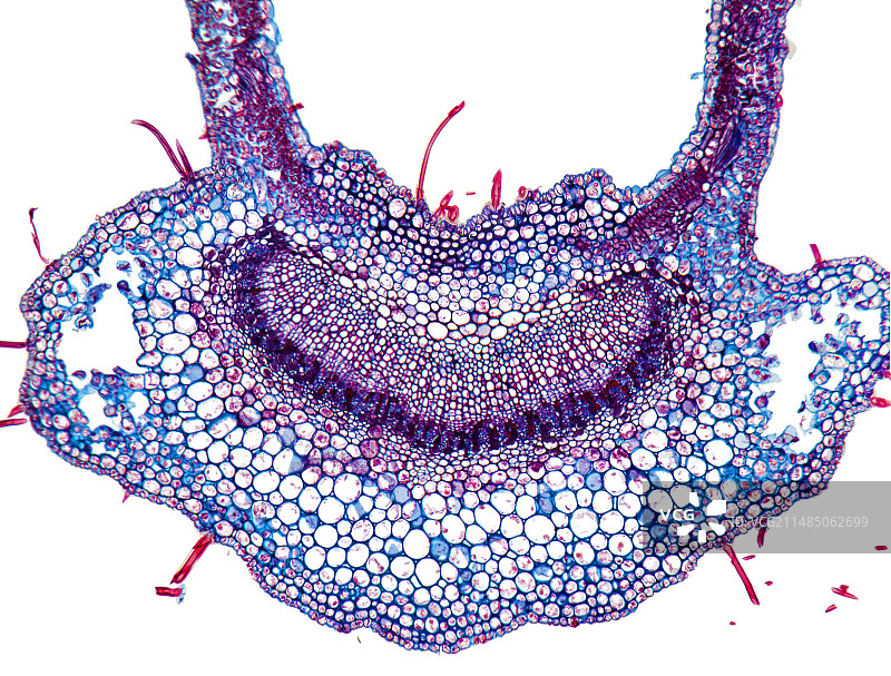 枇杷叶显微照片图片素材