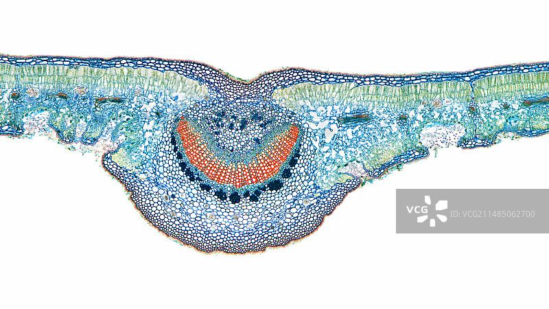 夹竹桃叶子显微照片图片素材