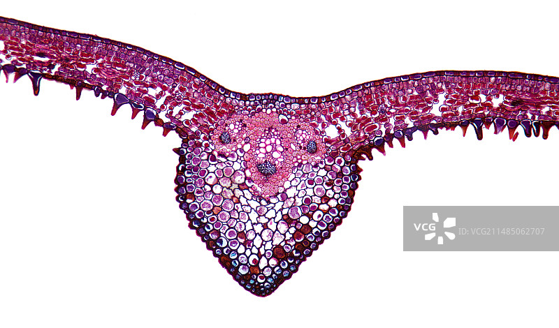 白色橡树叶显微照片图片素材