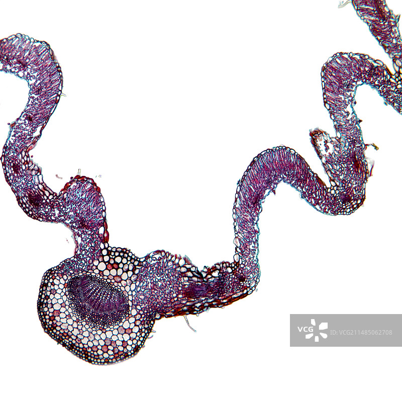 枇杷叶显微照片图片素材