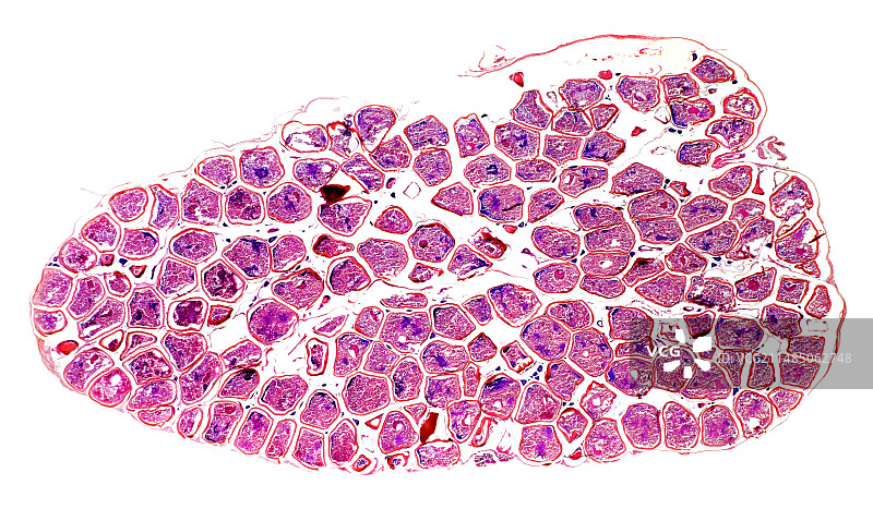 鲱鱼卵巢显微照片图片素材