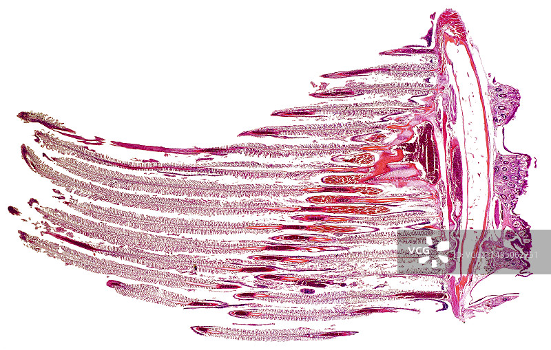 鲭鱼鳃显微照片图片素材