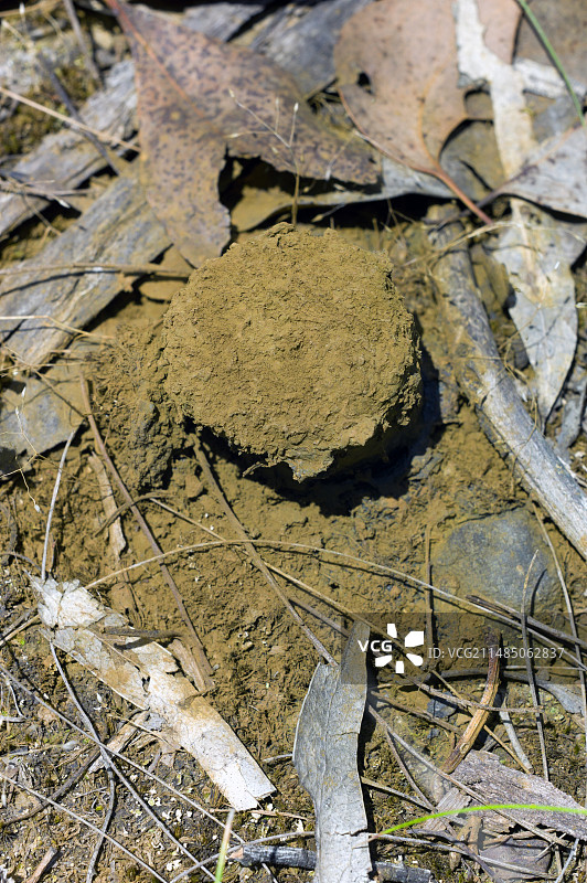 无根猪苓图片素材