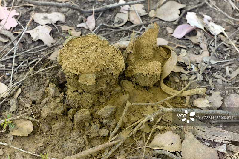 无根猪苓图片素材