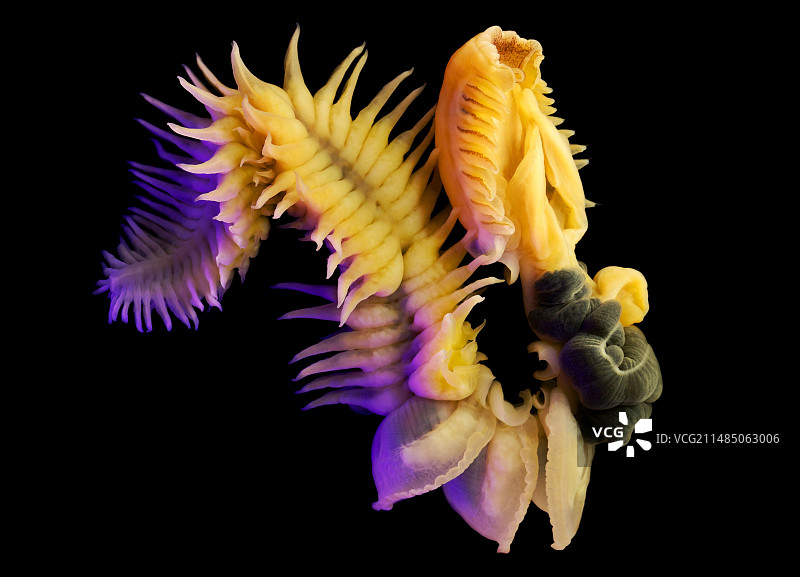 触手海蠕虫图片素材