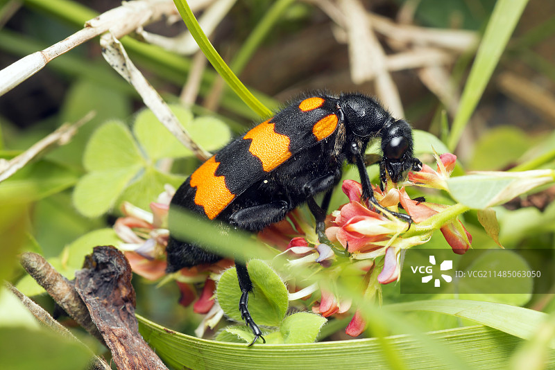 水疱甲虫图片素材