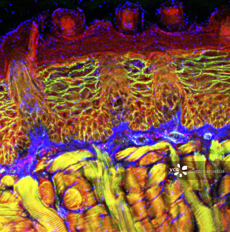 舌头组织荧光显微照片图片素材