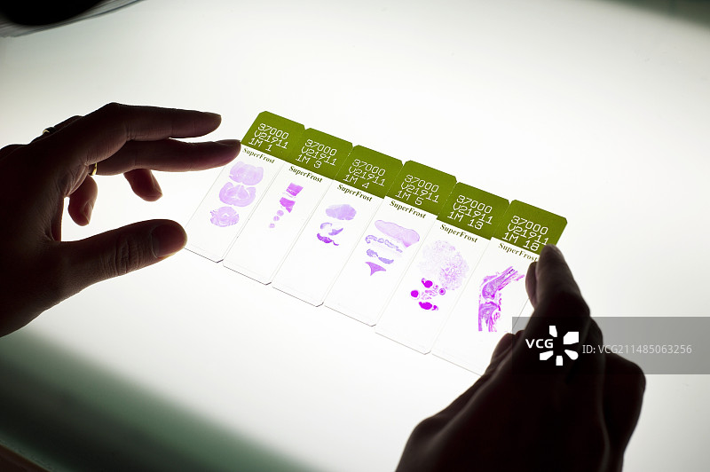 用于分析的大鼠组织图片素材