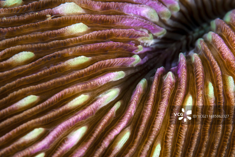 蘑菇珊瑚图片素材