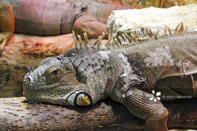 树枝上的鬣蜥图片素材
