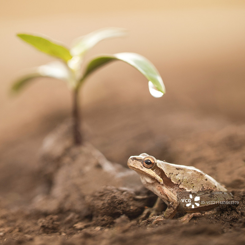 中东树蛙图片素材