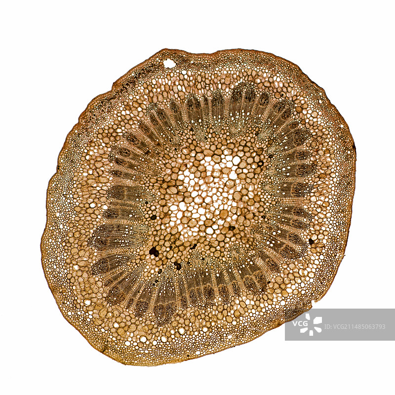 葡萄藤茎，光学显微镜照片图片素材