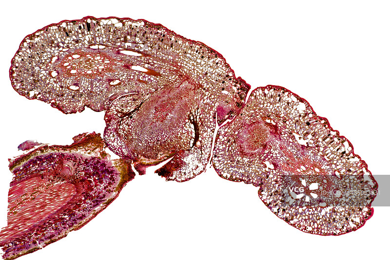 寄生藤蔓茎，光学显微照片图片素材
