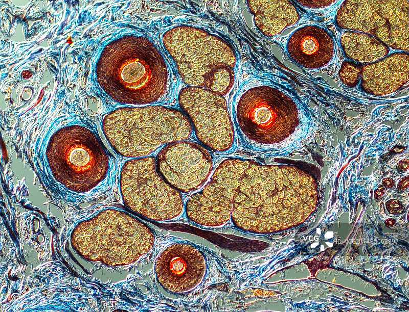 人类头发横截面图图片素材