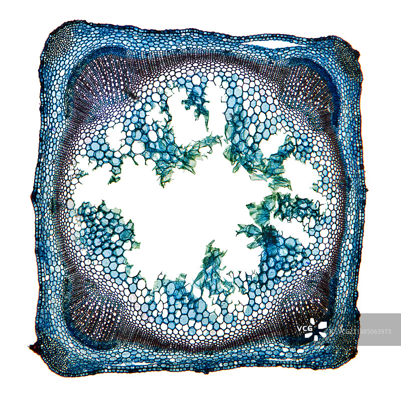 荨麻茎的显微照片图片素材