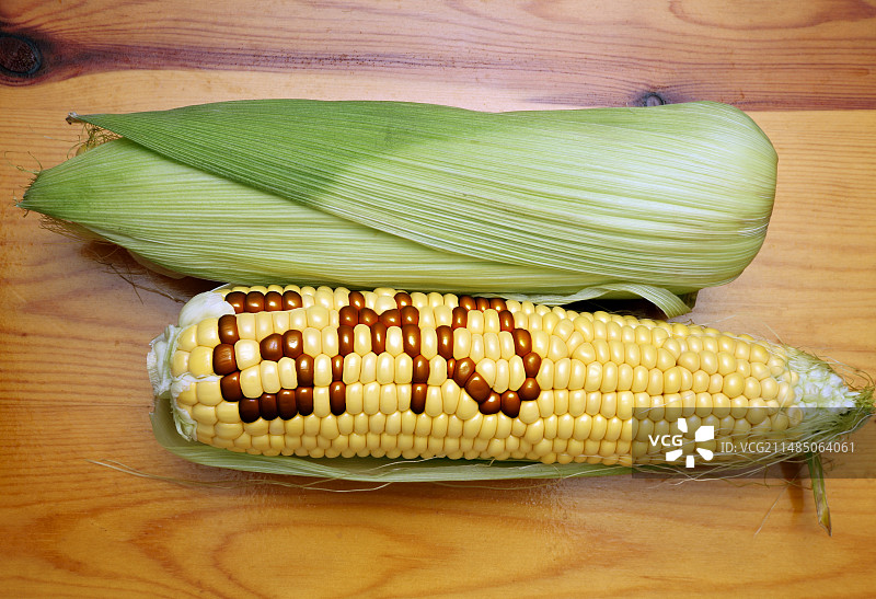 转基因玉米图片素材