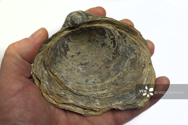 已灭绝的侏罗纪牡蛎化石图片素材