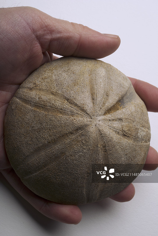 侏罗纪海胆化石图片素材