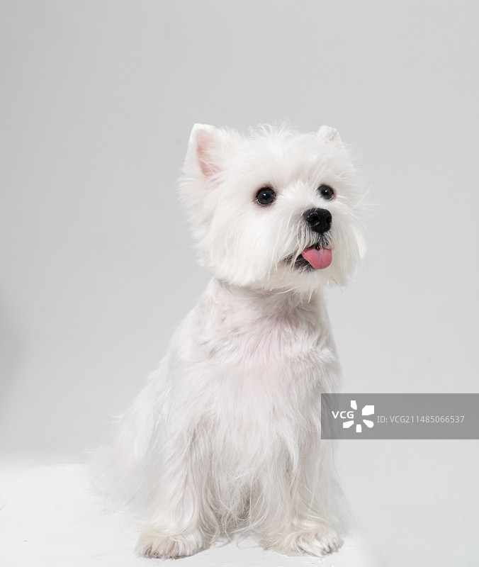 白色背景下的西高地犬图片素材