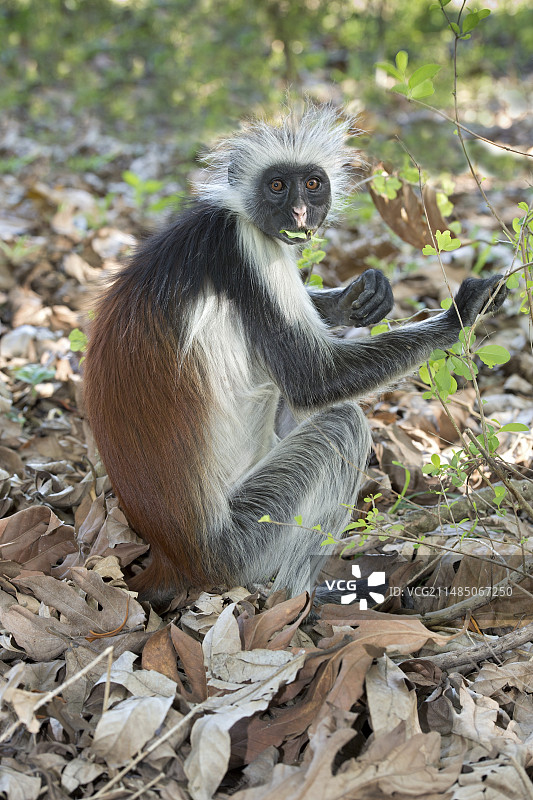 桑给巴尔红疣猴采食树叶图片素材