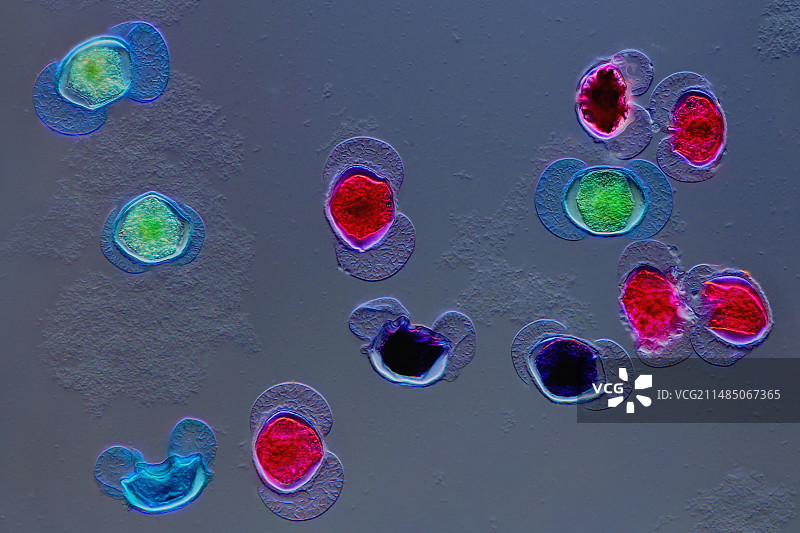 松树花粉粒显微照片图片素材