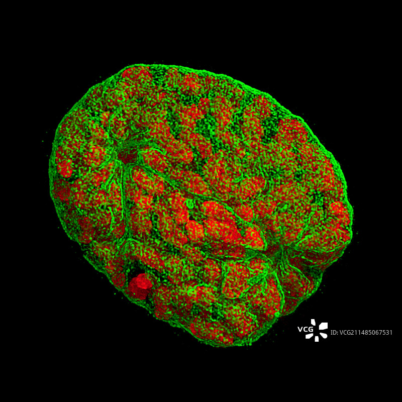有丝分裂，3D-SIM图片素材