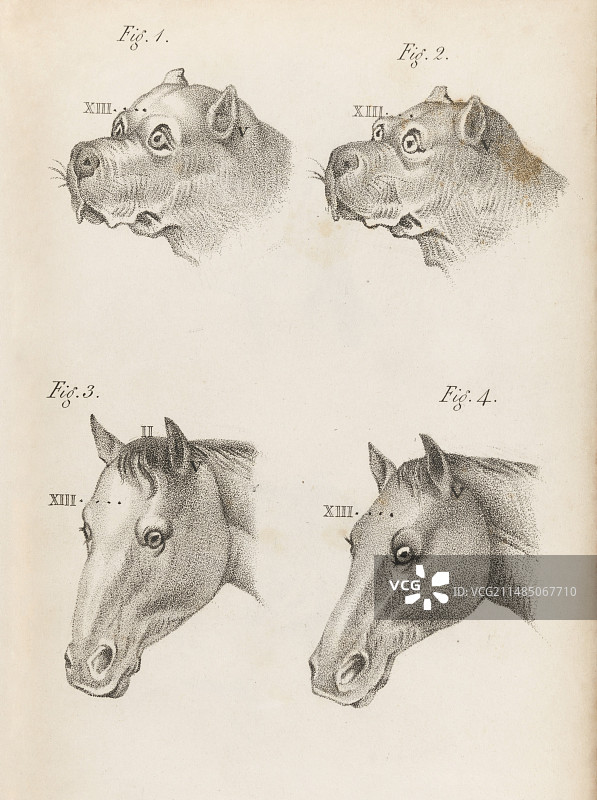 颅相学中的头骨对比，1825年图片素材