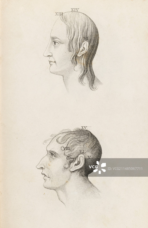 颅相学中的头骨对比，1825年图片素材