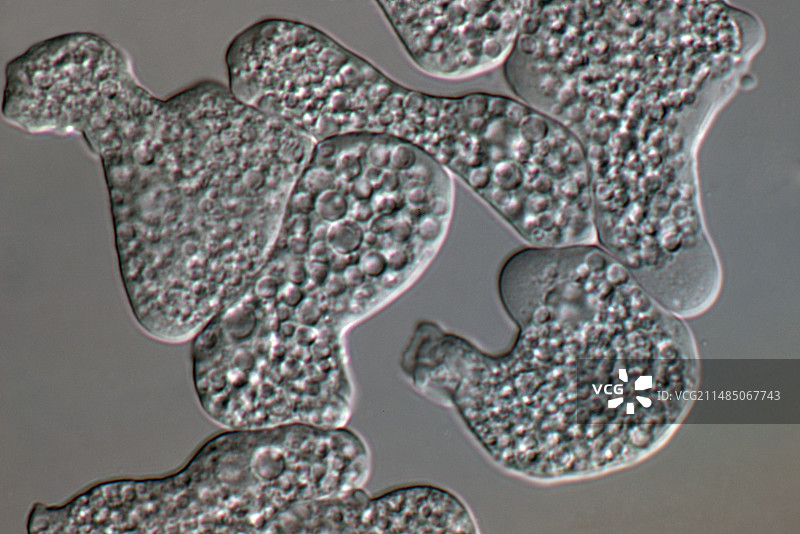 溶组织内阿米巴原虫图片素材