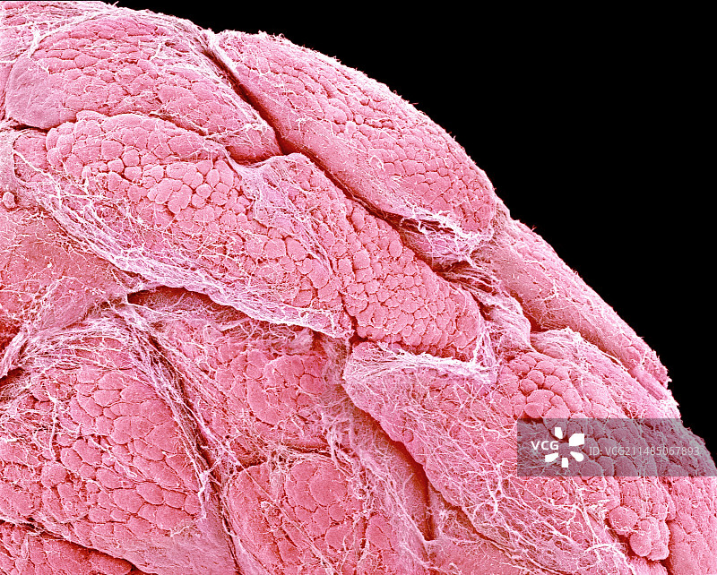 泪腺，扫描电子显微镜图片素材