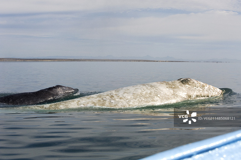 白化灰鲸和幼鲸图片素材