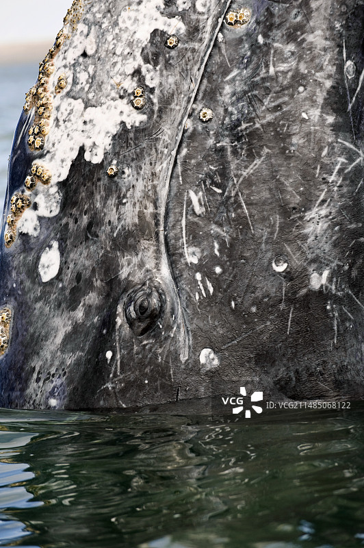 灰鲸跃身图片素材