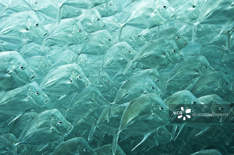 墨西哥鱼群俯视图片素材