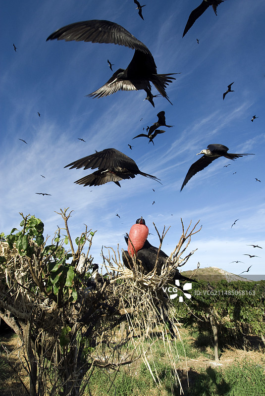 雄性丽色军舰鸟炫耀图片素材