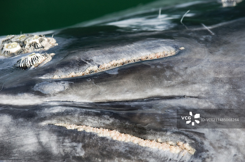 灰鲸喷水孔图片素材