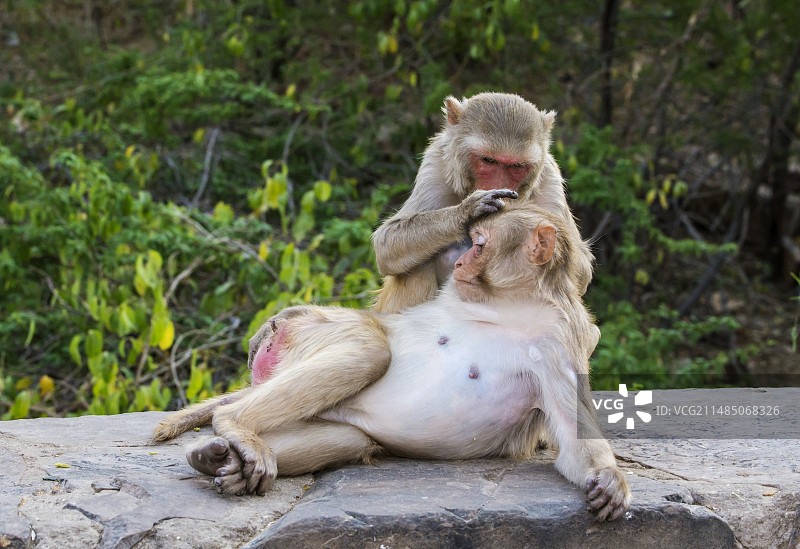 正在梳理毛发的猕猴图片素材