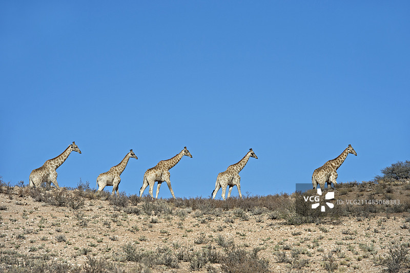 长颈鹿一家图片素材