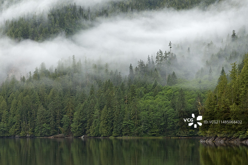 雾气笼罩的河畔森林图片素材