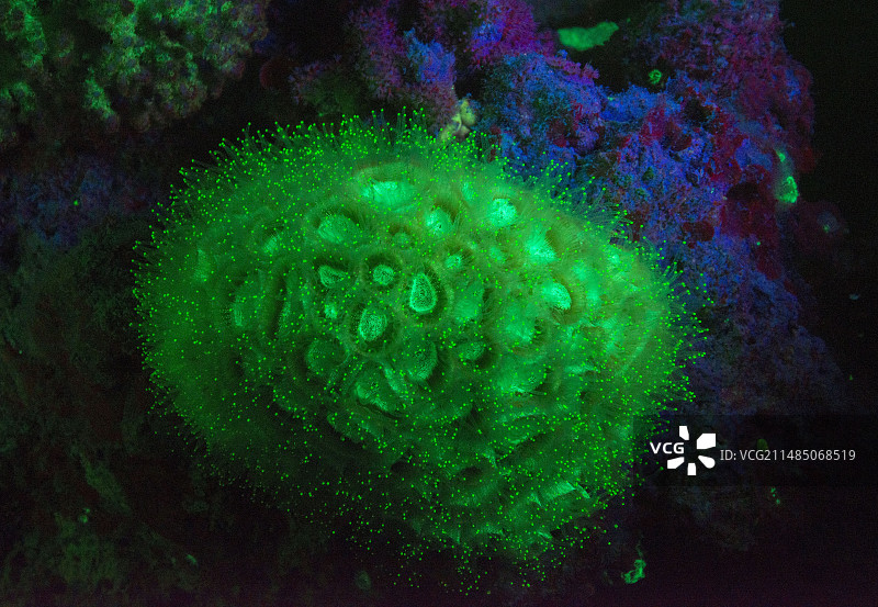 荧光珊瑚图片素材